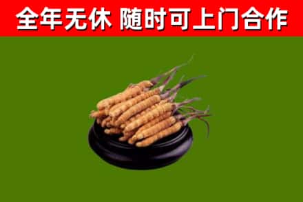 涧西烟酒回收冬虫夏草.jpg